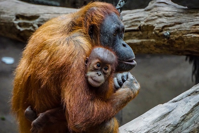 Unforgettable Orangutan Encounters in Borneo